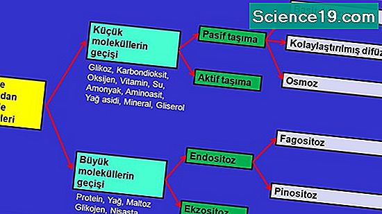 Dif Zyon Ve Osmoz Ders Etkinlikleri Bilimsel Ve Pop Ler Multimedya