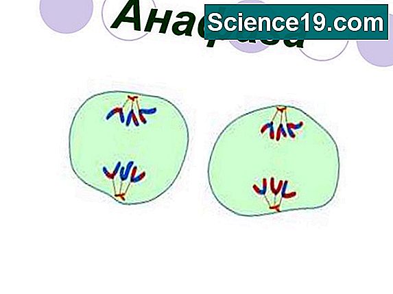 Anaphase What Happens In This Stage Of Mitosis Meiosis 