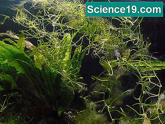 Как водораслите провеждат фотосинтеза? 💫 Научно-Популярен Мултимедиен ...