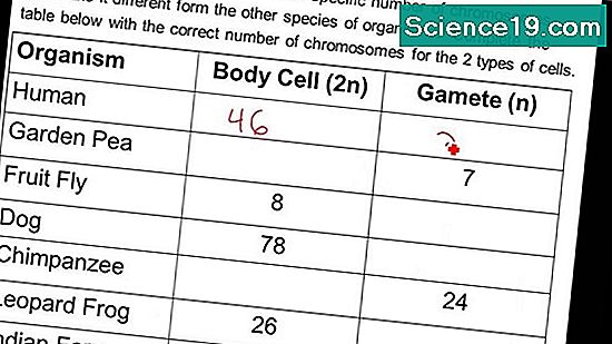 Haploid vs Diploid: Koje su sliฤnosti i razlike? ๐ซ Znanstveno Biology Diagrams