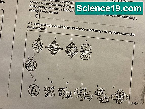 Mejoza: definicja, fazy 1 i 2, różnica od mitozy 💫 Naukowe I Popularne ...