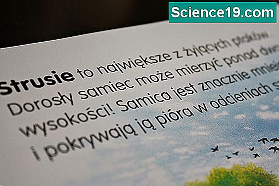 Jakie zwierzęta jedzą ziemniaki? 💫 Naukowe I Popularne Portal