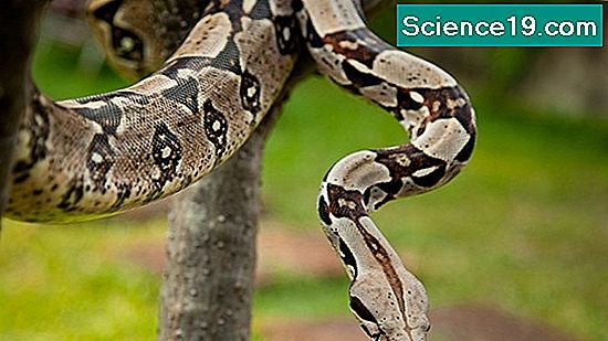 Boa Constrictor Facts For Kids 💫 Portal Multimedia Științific Și ...