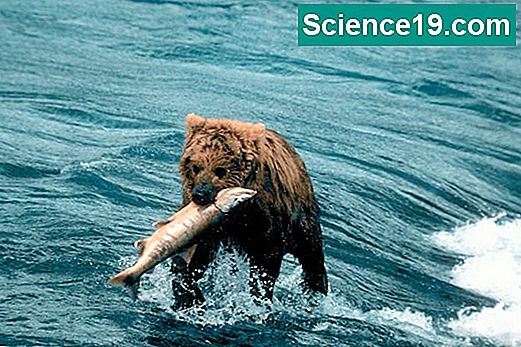 Biomesi tundre Lanci hrane i mree Znanstveno Biology Diagrams